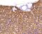 Cytochrome C, Somatic antibody, NBP2-67604, Novus Biologicals, Immunohistochemistry paraffin image 