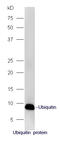 Ubiquitin C antibody, GTX51517, GeneTex, Western Blot image 