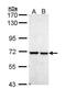 Peptidylprolyl Isomerase Like 2 antibody, PA5-29239, Invitrogen Antibodies, Western Blot image 