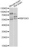 RNA Binding Fox-1 Homolog 3 antibody, MBS125033, MyBioSource, Western Blot image 