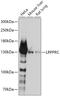 Leucine Rich Pentatricopeptide Repeat Containing antibody, 19-047, ProSci, Western Blot image 