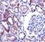 Transient Receptor Potential Cation Channel Subfamily V Member 1 antibody, F43415-0.4ML, NSJ Bioreagents, Western Blot image 