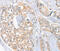 Fc Fragment Of IgM Receptor antibody, MBS2517950, MyBioSource, Immunohistochemistry frozen image 