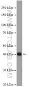 Chondroadherin antibody, 12963-1-AP, Proteintech Group, Western Blot image 