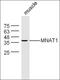 BCL2 Like 10 antibody, orb101255, Biorbyt, Western Blot image 