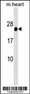 Homeobox B7 antibody, 60-433, ProSci, Western Blot image 