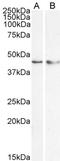 Krueppel-like factor 15 antibody, PA5-18056, Invitrogen Antibodies, Western Blot image 