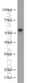 FKBP Prolyl Isomerase 4 antibody, 66040-2-Ig, Proteintech Group, Western Blot image 