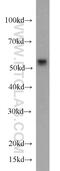 Peptidyl-prolyl cis-trans isomerase FKBP4 antibody, 66040-2-Ig, Proteintech Group, Western Blot image 