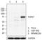 Purinergic Receptor P2X 7 antibody, 691002, BioLegend, Western Blot image 