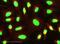 Histone Cluster 1 H2B Family Member D antibody, ab52484, Abcam, Immunocytochemistry image 