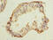 Coiled-Coil Domain Containing 42 antibody, CSB-PA842714LA01HU, Cusabio, Immunohistochemistry frozen image 