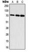 Ribosomal Protein S6 Kinase B1 antibody, orb224001, Biorbyt, Western Blot image 