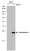 Endothelin 1 antibody, GTX116033, GeneTex, Western Blot image 