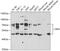 Granulin Precursor antibody, GTX33228, GeneTex, Western Blot image 