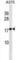 Ras Homolog Family Member F, Filopodia Associated antibody, abx028940, Abbexa, Western Blot image 