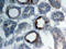 Granulin Precursor antibody, AF2557, R&D Systems, Immunohistochemistry frozen image 