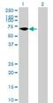 Zinc Finger Protein 792 antibody, H00126375-B01P, Novus Biologicals, Western Blot image 