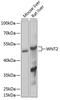 Wnt Family Member 2 antibody, 15-071, ProSci, Western Blot image 