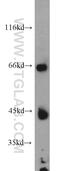 Lipase C, Hepatic Type antibody, 21133-1-AP, Proteintech Group, Western Blot image 