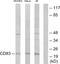 CD83 Molecule antibody, PA5-38865, Invitrogen Antibodies, Western Blot image 