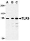 Toll Like Receptor 9 antibody, MBS395598, MyBioSource, Western Blot image 