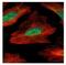 MID1 Interacting Protein 1 antibody, NBP1-32599, Novus Biologicals, Immunofluorescence image 
