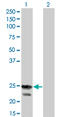 Regulator Of G Protein Signaling 4 antibody, LS-C198085, Lifespan Biosciences, Western Blot image 