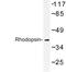 Rhodopsin antibody, LS-C176465, Lifespan Biosciences, Western Blot image 