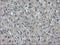 Isocitrate Dehydrogenase (NAD(+)) 3 Alpha antibody, NBP2-02158, Novus Biologicals, Immunohistochemistry frozen image 