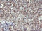 Mitogen-Activated Protein Kinase 13 antibody, LS-C337987, Lifespan Biosciences, Immunohistochemistry frozen image 