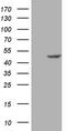 SGT1 Homolog, MIS12 Kinetochore Complex Assembly Cochaperone antibody, LS-C795272, Lifespan Biosciences, Western Blot image 