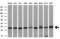 VAMP Associated Protein A antibody, M05329, Boster Biological Technology, Western Blot image 