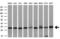 VAMP Associated Protein A antibody, M05329, Boster Biological Technology, Western Blot image 