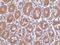 Peptidyl-TRNA Hydrolase 2 antibody, LS-C19533, Lifespan Biosciences, Immunohistochemistry frozen image 