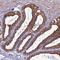 LZTS2 antibody, NBP1-82892, Novus Biologicals, Immunohistochemistry frozen image 
