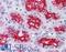 Peroxiredoxin 4 antibody, LS-B6207, Lifespan Biosciences, Immunohistochemistry frozen image 