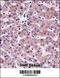 Synaptotagmin 6 antibody, 57-111, ProSci, Immunohistochemistry paraffin image 