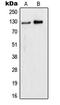 WD Repeat And HMG-Box DNA Binding Protein 1 antibody, LS-C353307, Lifespan Biosciences, Western Blot image 