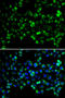 Serine/threonine-protein kinase PINK1, mitochondrial antibody, STJ29211, St John