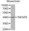 TNF Alpha Induced Protein 6 antibody, STJ28502, St John