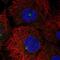 Large Tumor Suppressor Kinase 2 antibody, NBP2-55084, Novus Biologicals, Immunofluorescence image 