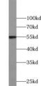 Cyclin B1 antibody, FNab02122, FineTest, Western Blot image 