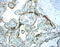 Insulin Like Growth Factor Binding Protein 5 antibody, MAB875, R&D Systems, Immunohistochemistry frozen image 