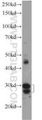 ORAI Calcium Release-Activated Calcium Modulator 3 antibody, 25766-1-AP, Proteintech Group, Western Blot image 