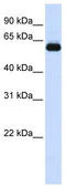 Tripartite Motif Containing 60 antibody, TA330516, Origene, Western Blot image 