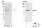 Activating Transcription Factor 7 antibody, NBP1-30071, Novus Biologicals, Immunoprecipitation image 