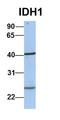 Autophagy Related 16 Like 1 antibody, orb330736, Biorbyt, Western Blot image 