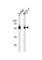 Zinc Finger And SCAN Domain Containing 32 antibody, abx034805, Abbexa, Western Blot image 