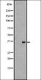 JAM-2 antibody, orb337795, Biorbyt, Western Blot image 